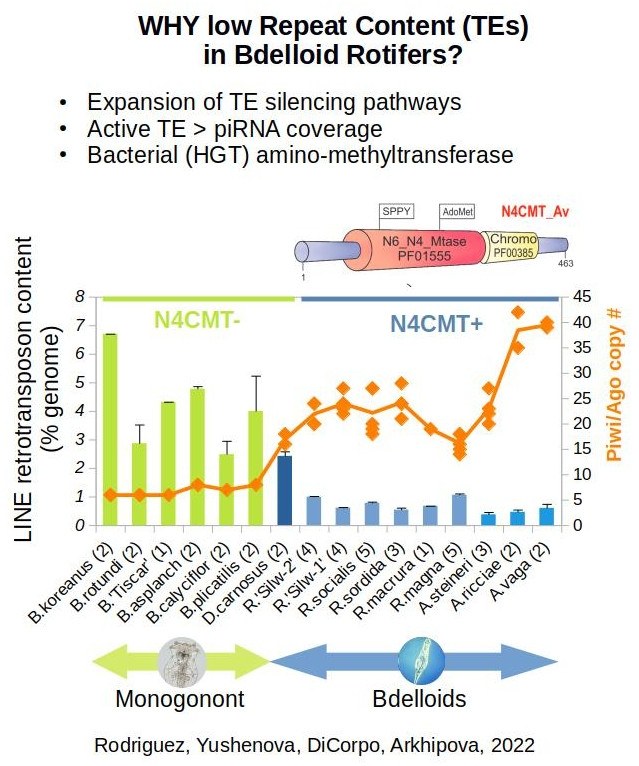 Bar chart of LINE retrotransposon content and Piwi/Ago copy number across monogonont and bdelloid rotifer species, split by absence or presence of the bacterial N4CMT methyltransferase