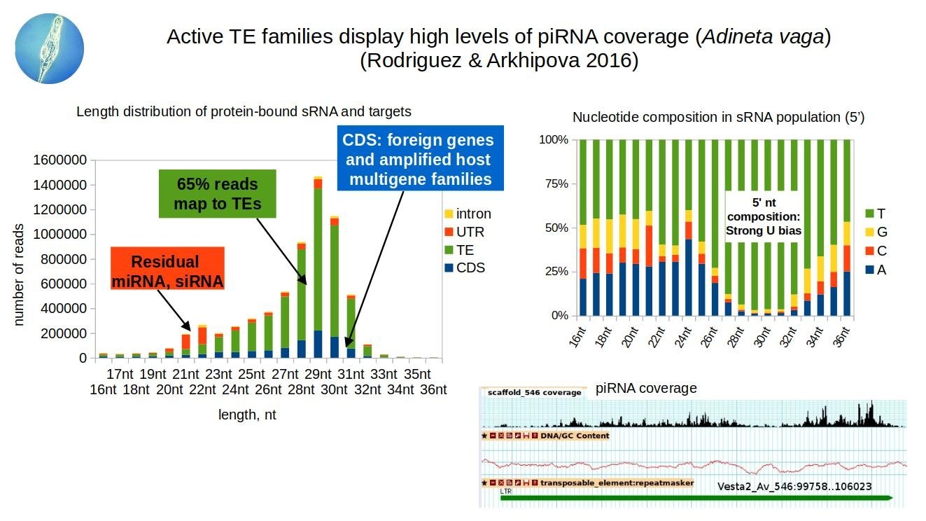 Charts showing that most protein-bound small RNAs in Adineta vaga map to transposable elements, with a strong 5-prime uridine bias and dense piRNA coverage over a TE-rich scaffold