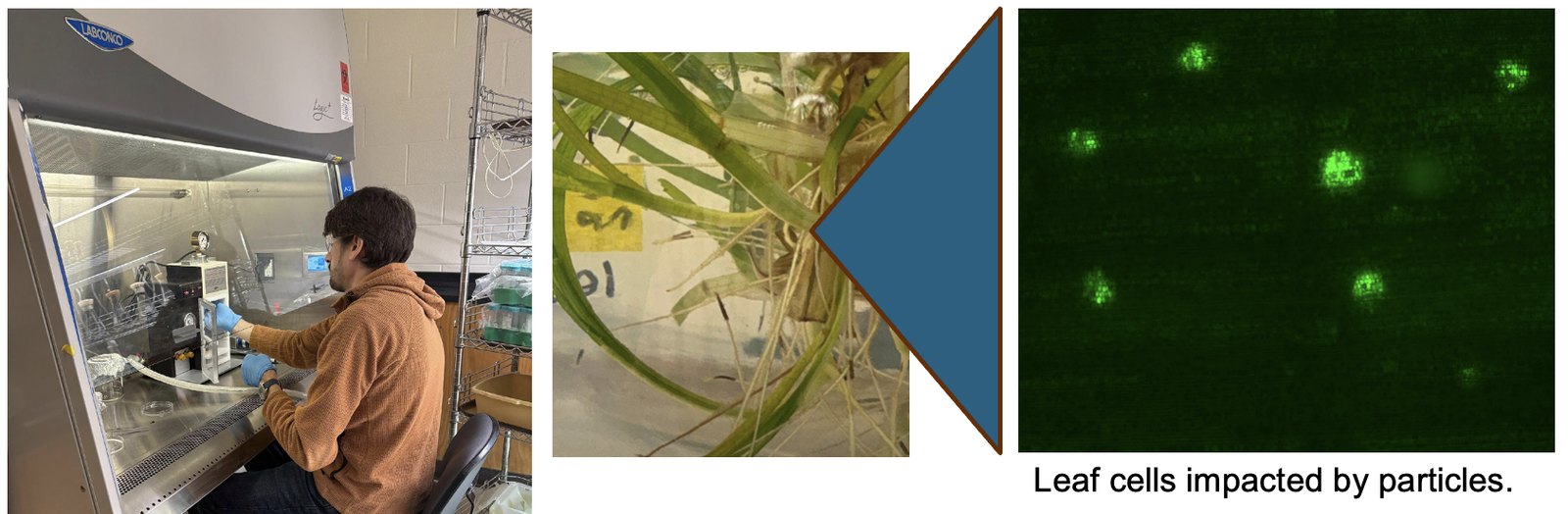 Three panels: a researcher operating a biolistic device in a laminar flow hood, cultured seagrass shoots in a jar, and a fluorescence image of leaf cells showing green foci where particles landed