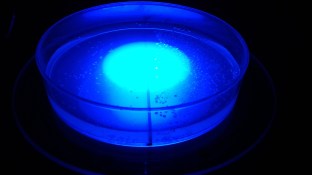 Neurospora crassa colonies